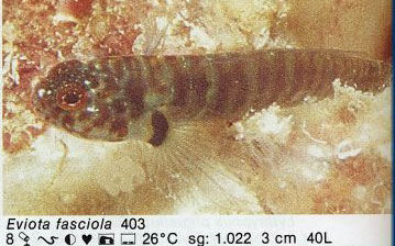 Eviota fasciola